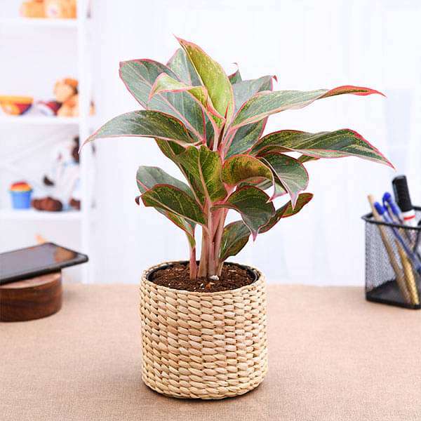 Aglaonema with Attractive Kauna Grass Basket