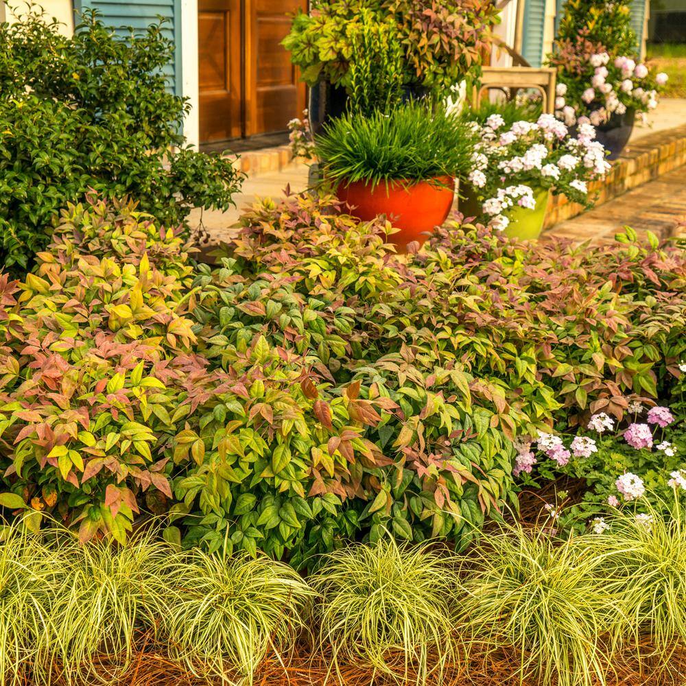 Southern Living 2 Gal. Nandina Blush Pink Shrub with Pink and Red Foliage 14394