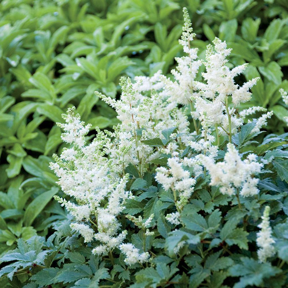 Vigoro 2 QT Astilbe False Spirea 'Younique White' White Perennial Plant 1005991280