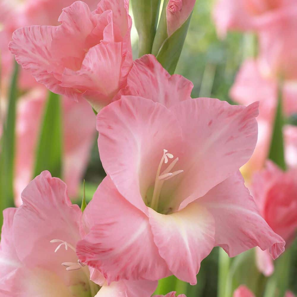 VAN ZYVERDEN Gladiolus Large Flowering Rose  (Set  of 12 Bulbs) 84508