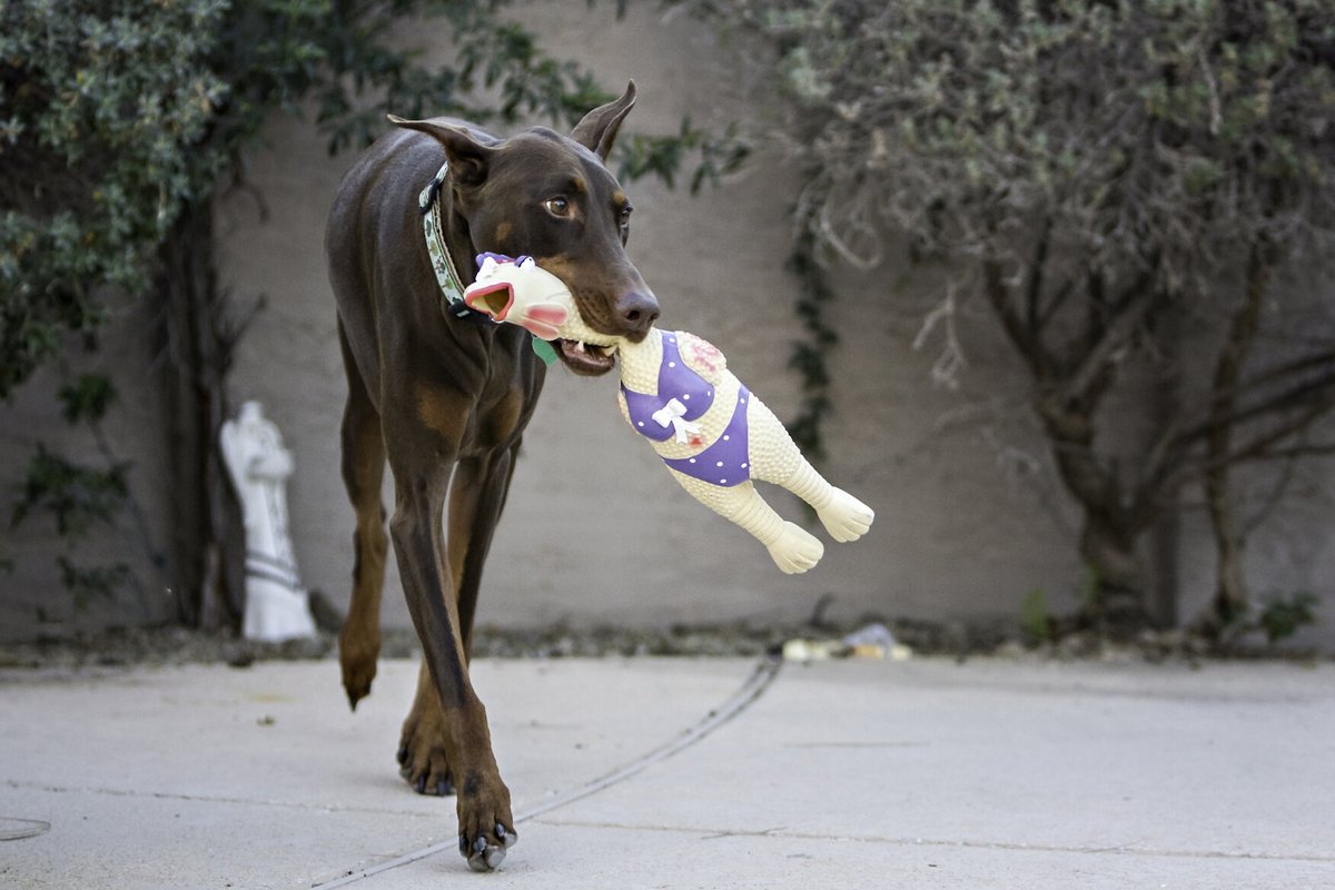 Charming Pet Squawkers Squeaky Latex Dog Toy