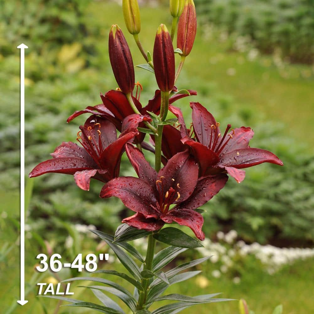 Garden State Bulb 14 cm16 cm Black Charm Asiatic Lily Flower Bulbs (Bag of 10) ECS-50-10-01