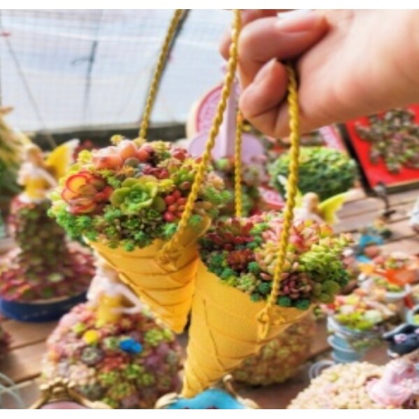 Hanging Succulent Plants Collection