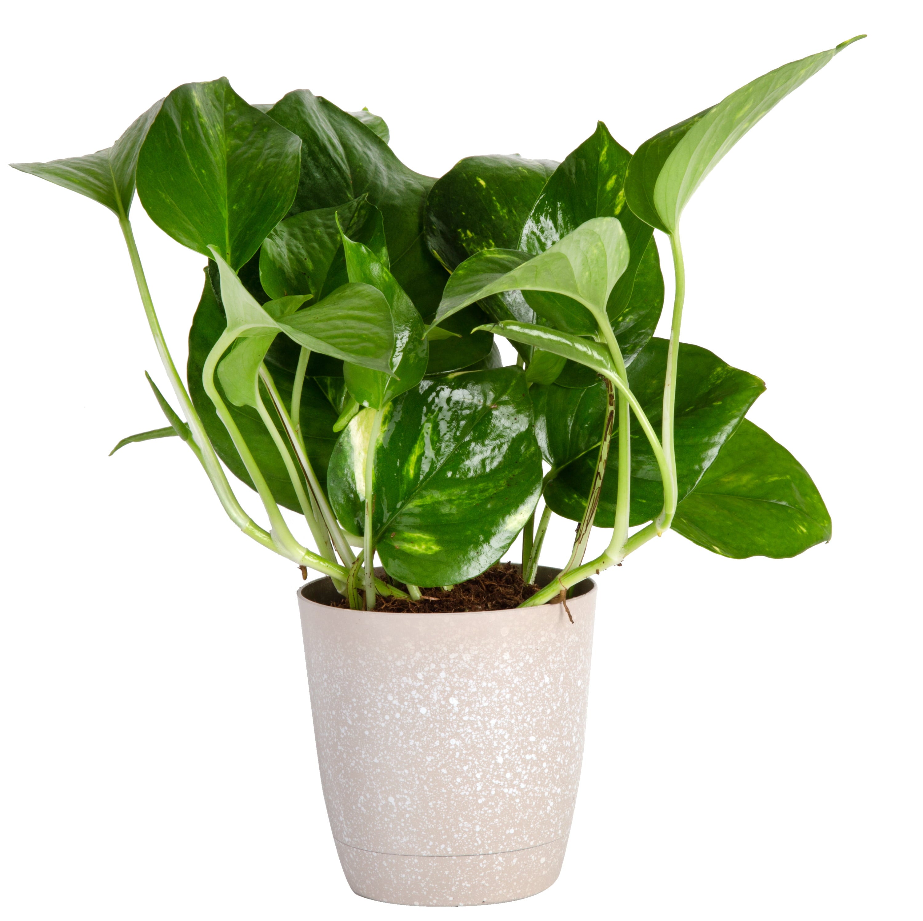 Costa Farms  Live Indoor 8in. Tall Green Devil's Ivy Pothos; Medium， Indirect Light Plant in 4in. Décor Pot