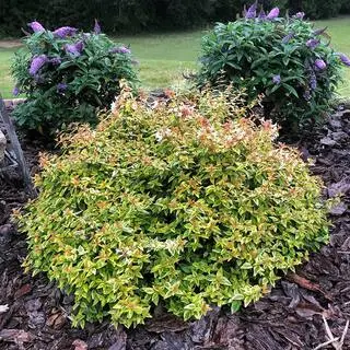 SOUTHERN LIVING 2 Gal. Kaleidoscope Abelia Plant with Chameleon-like Foliage that Blooms White Flowers 14411