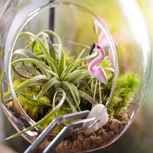 ALTMAN PLANTS Air Plants Assorted Small (12-Pack) 0881150