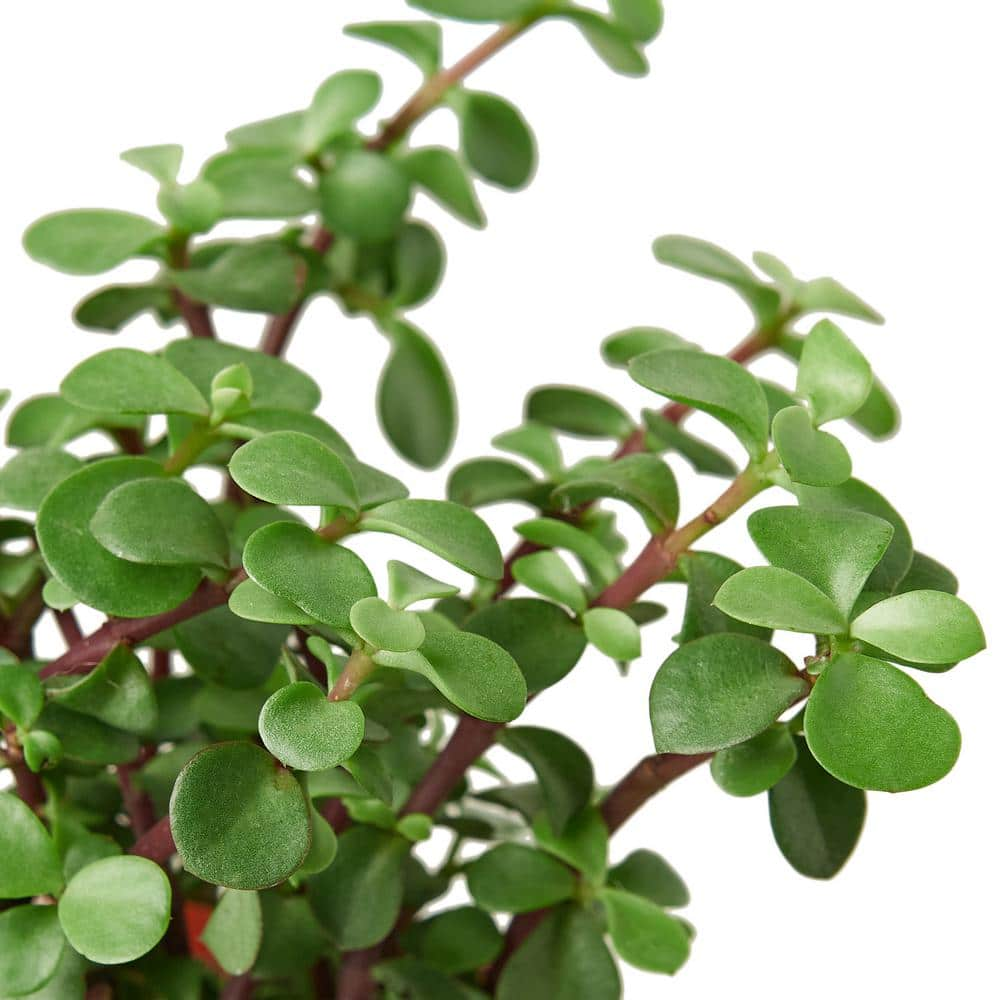 Elephant Bush' Succulent (Portulacaria afra) Plant 4 in. Grower Pot/Live Home and Garden Plant/Free Care Guide 4_SUCC_PORTULACARIA_ELEPHANT.BUSH