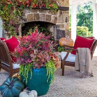 SOUTHERN LIVING 1.5 Gal. Obsession Nandina Live Evergreen Shrub Brilliant-Red New Foliage 43142