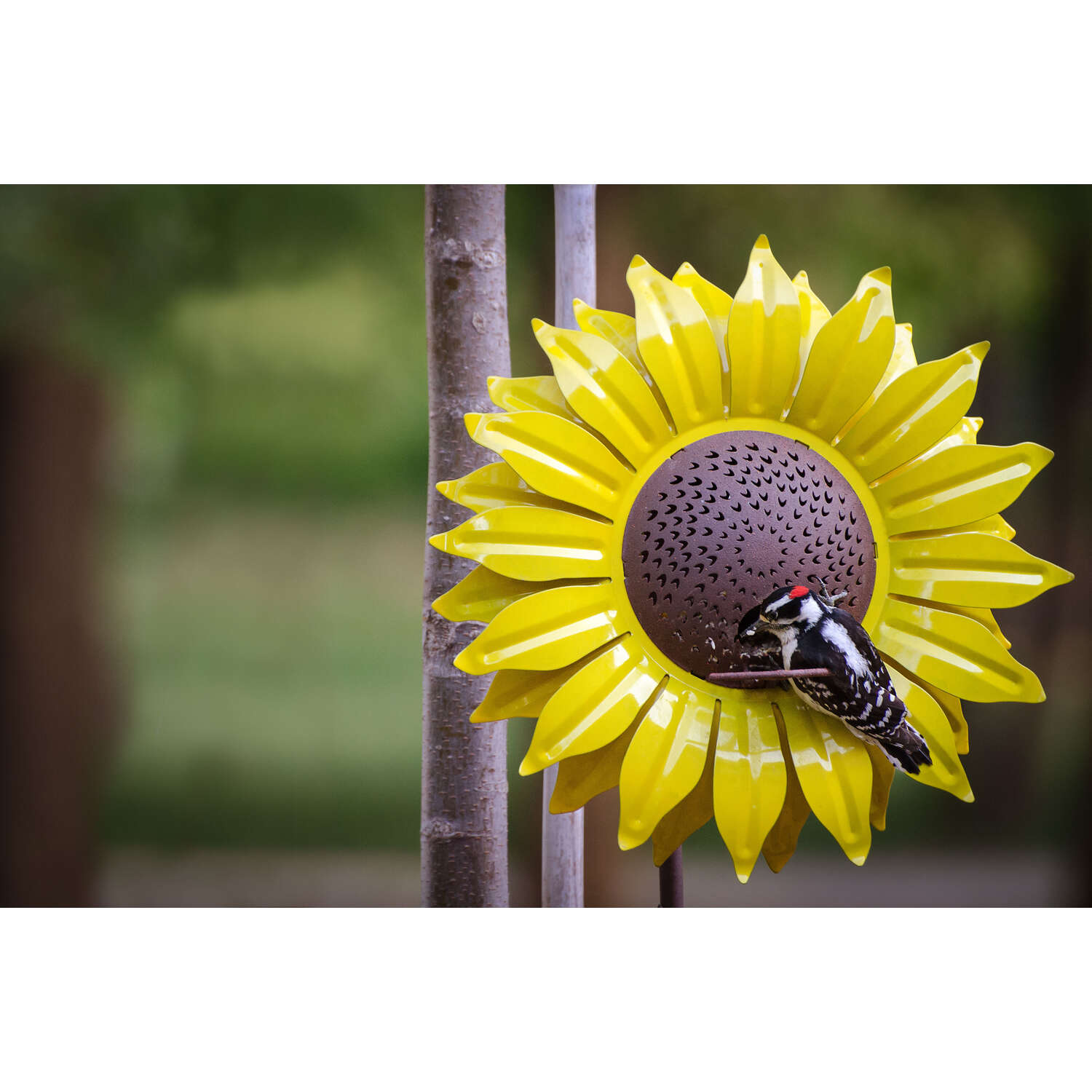 Desert Steel Wild Bird 12 oz Steel Sunflower Bird Feeder 1 ports