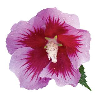 PROVEN WINNERS 5 Gal. Purple Pillar Rose of Sharon (Hibiscus) Shrub with Purple Flowers 13911