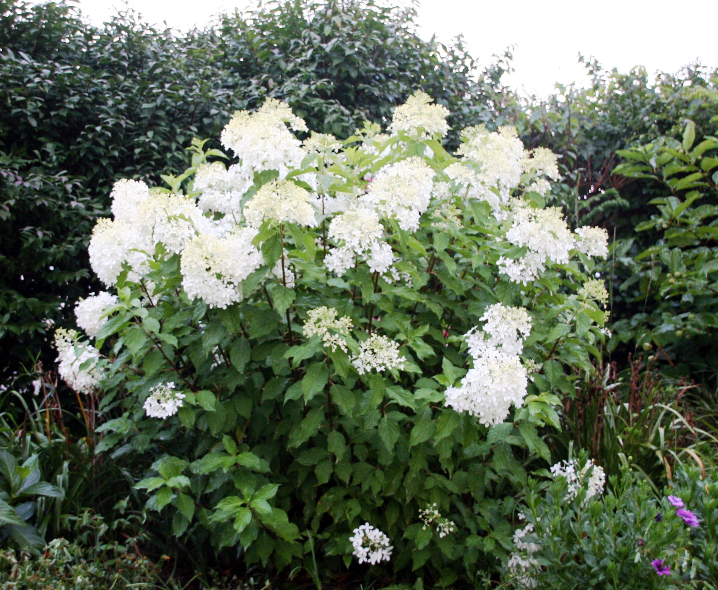 Phantom Hydrangea