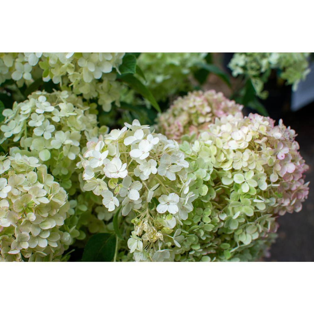 BELL NURSERY 3 Gal. Bobo Hydrangea (Paniculata) Live Flowering Shrub with White to Pink Flowers PWHYD3BOB1PK