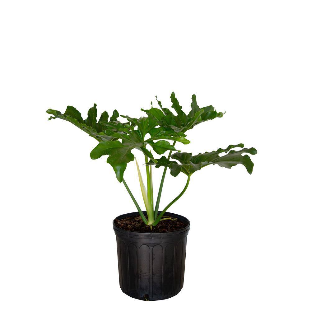 FLOWERWOOD 2.5 Gal - Split Leaf Philodendron - Live Evergreen Shrub with Large Glossy Green Foliage 46713