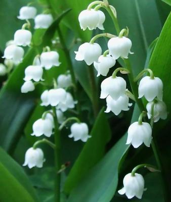 Classy Groundcovers - A collection of White Blooming Plants for Shade that Deer Tend to Avoid: 25 Astilbe a. 'Gladstone'， 25 Liriope m. 'Monroe White'， 25 Convallaria majalis