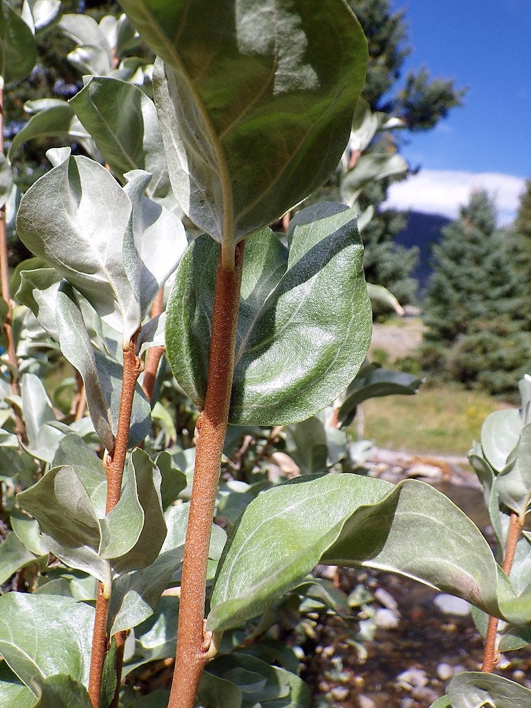 10 AMERICAN SILVERBERRY Elaeagnus Commutata aka Wolf Willow Wolfberry Wild Olive Berry Fruit Shrub Seeds