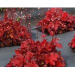 Mixed Heuchera， 3 plugs， one plant per plug