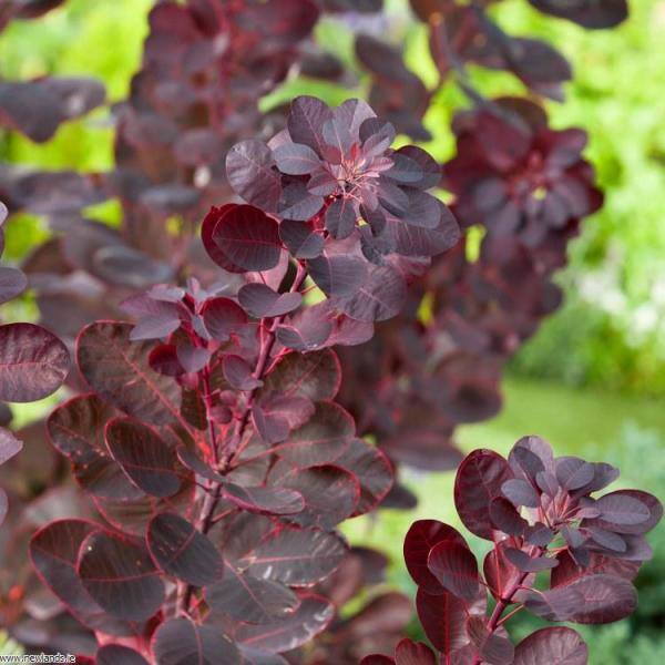 Online Orchards 1 Gal. Royal Purple Smokebush Shrub Colorful Plumes Rising Out of Foliage Provide a Rare and Dramatic Smokey Effect SBSB001