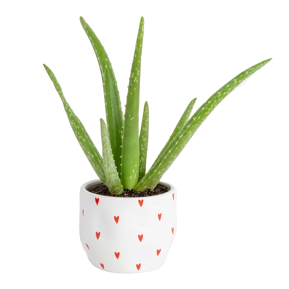 Costa Farms  Live Indoor 7in. Tall Green Aloe Vera; Bright， Direct Sunlight Plant in 4in. Décor Pot