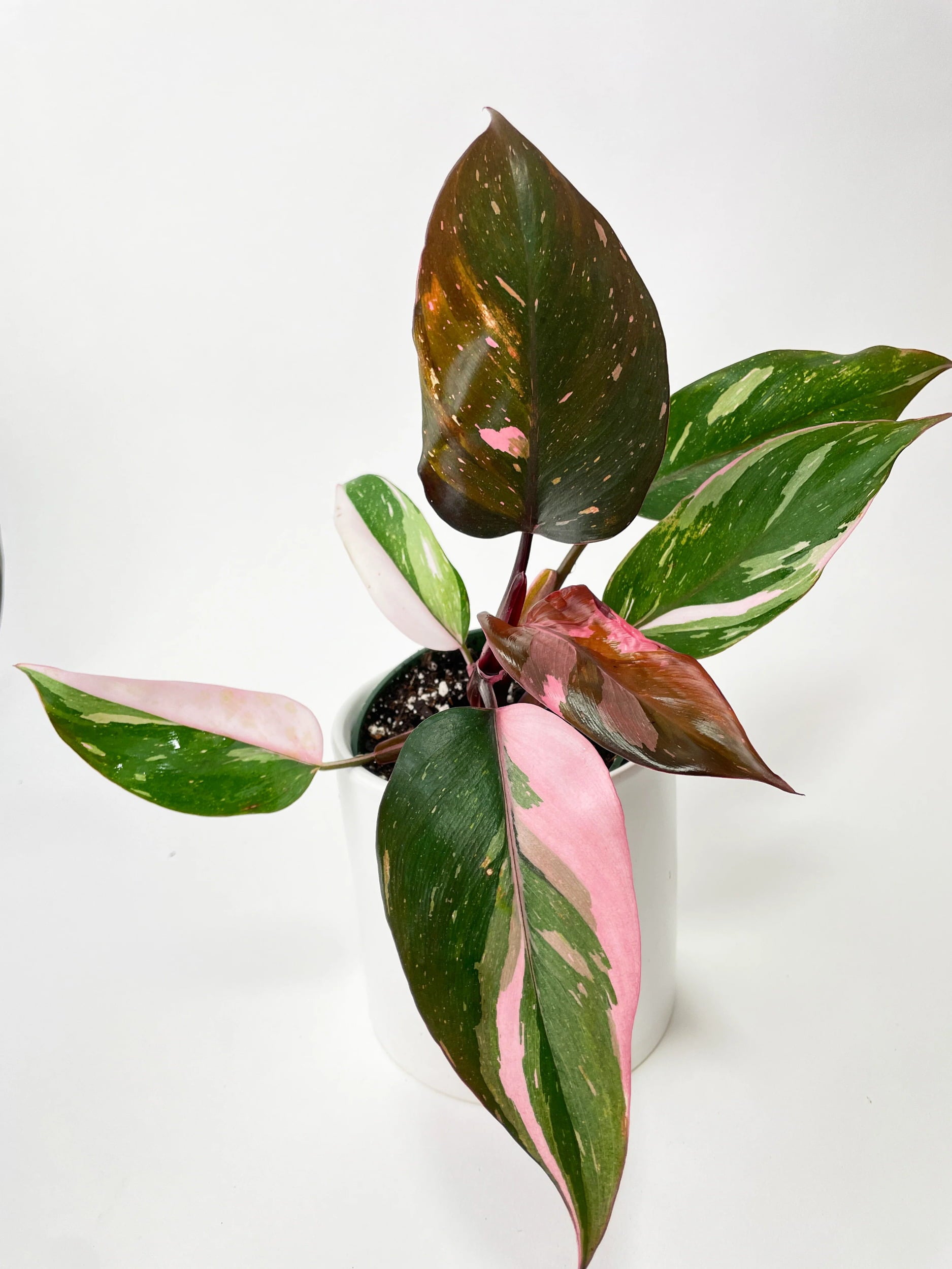 Philodendron Pink Princess