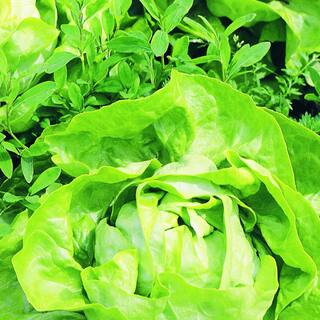 Bonnie Plants 1.19 qt. Buttercrunch Lettuce Live Plant 0052