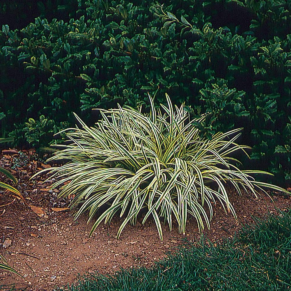 METROLINA GREENHOUSES 2.5 Qt. Silvery Sunproof Variegated Lily Turf Plant 15102