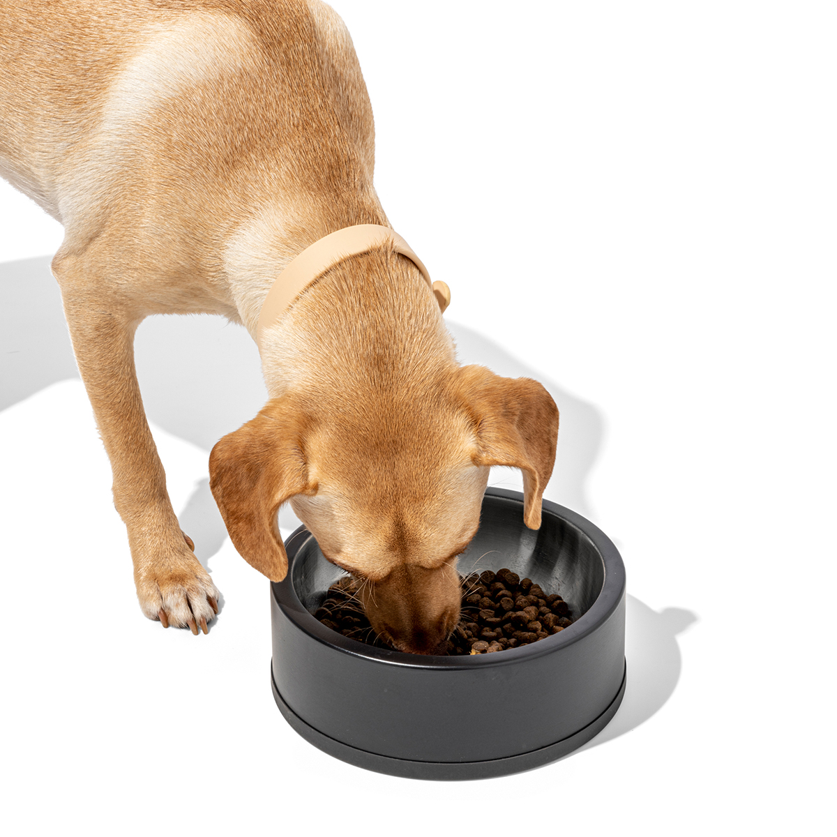 Wild One Pet Food Bowl