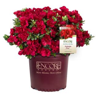 Brighter Blooms 3 Gal. Autumn Fire Encore Azalea Flowering Shrub ENC-FIR3