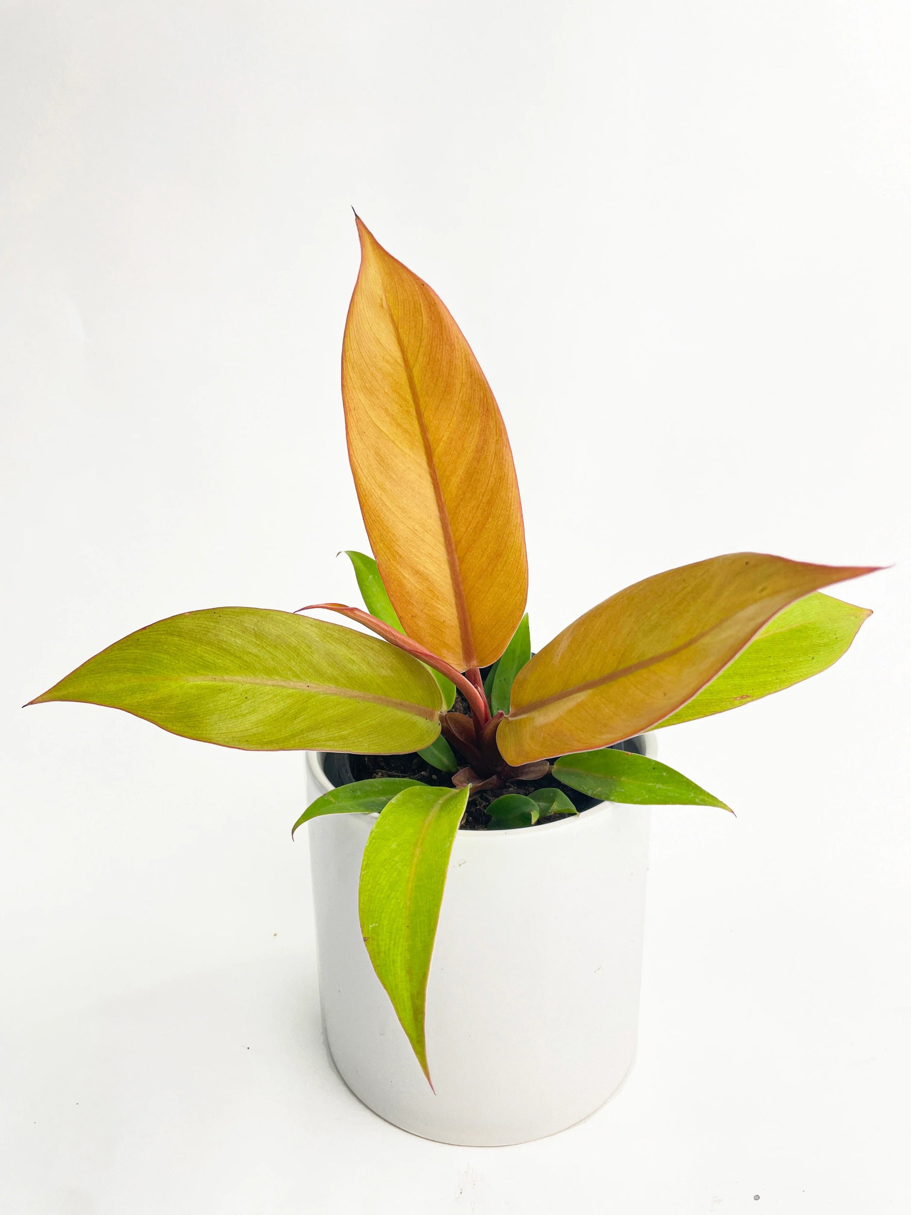 Philodendron Prince of Orange