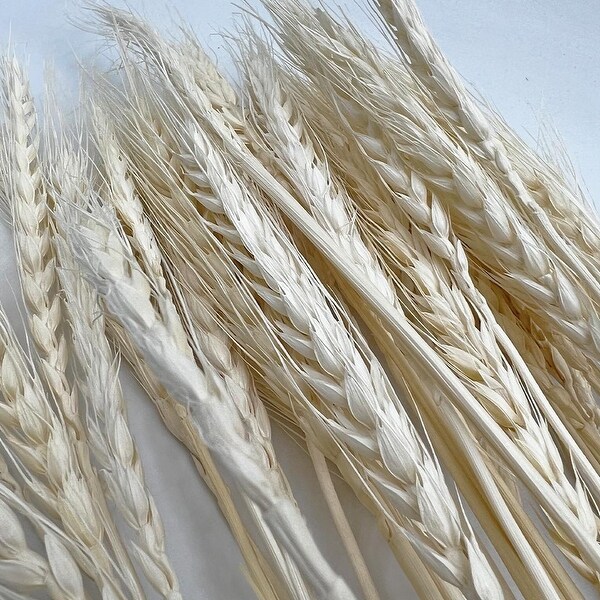 Bundle of 4 Dried wheat，50 pcs，24 long