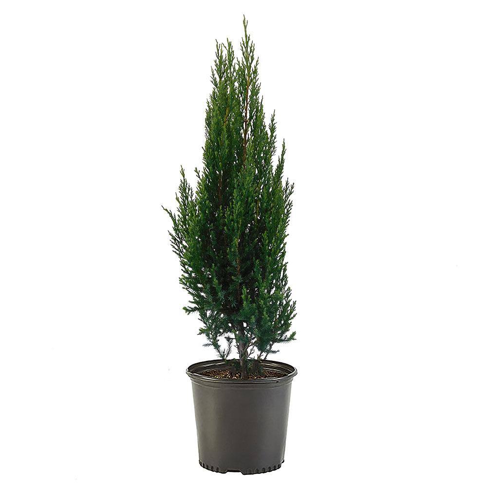 7 Gal. Blue Point Juniper Shrub with Blue-Green Foliage 15922