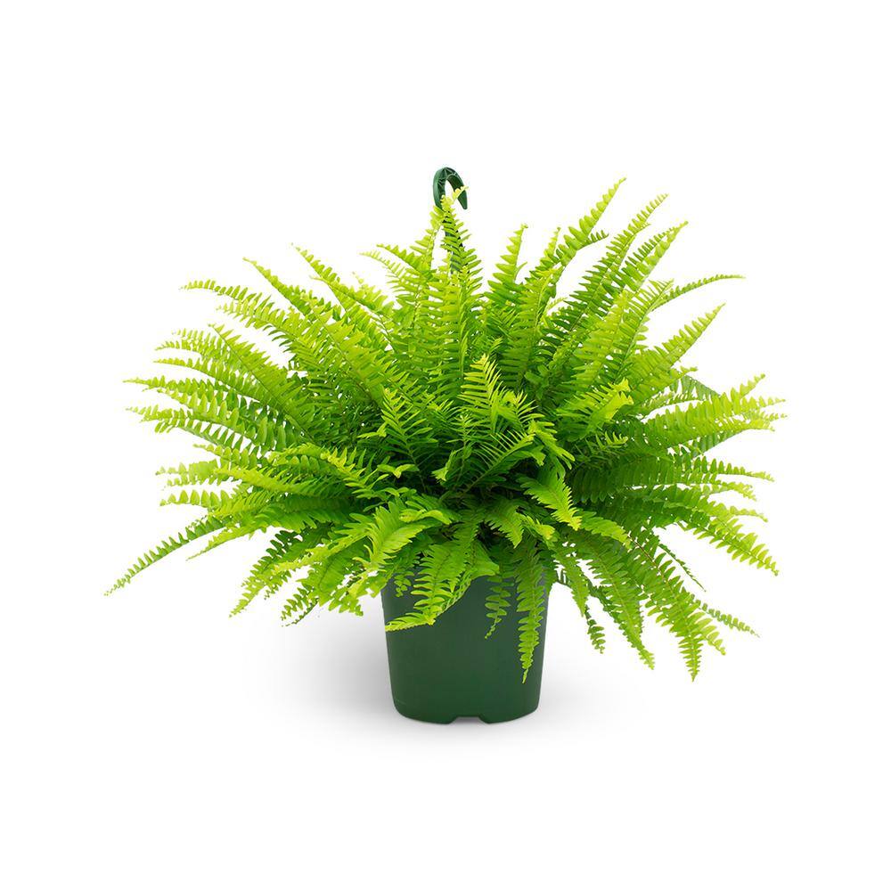 Pure Beauty Farms 2.5 Qt. Boston Fern Plant in 8 In. Hanging Basket DC8HBFERN