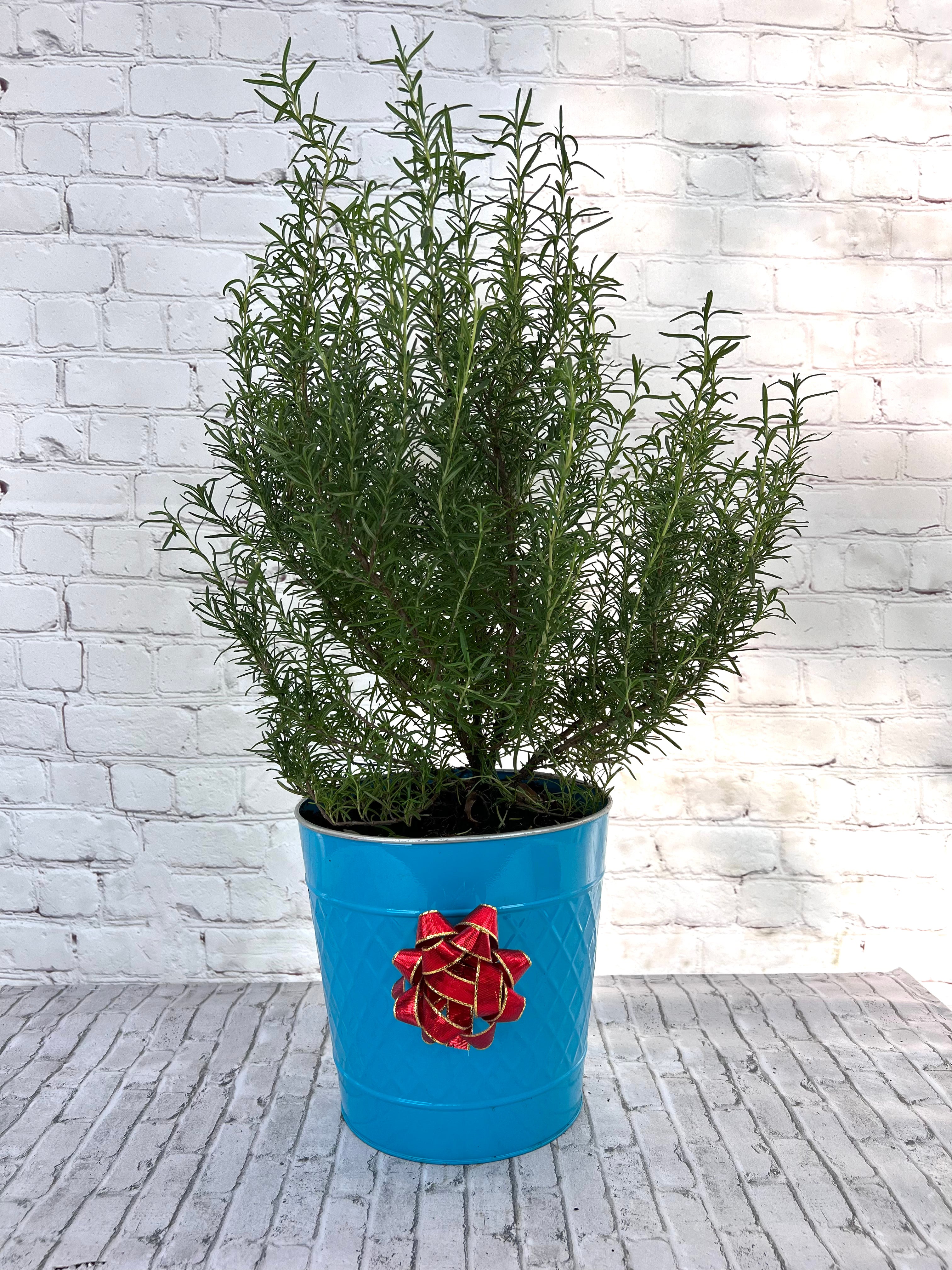 Gorgeous Rosemary Mini Christmas Tree-Live