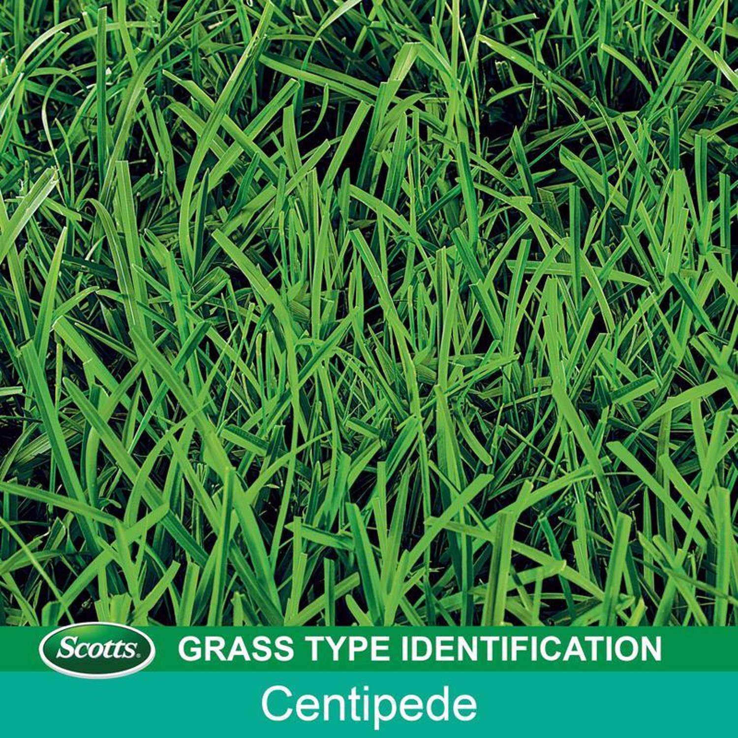 Scotts EZ Seed Centipede Grass Sun or Shade Grass Spot Repair Seed 10 lb