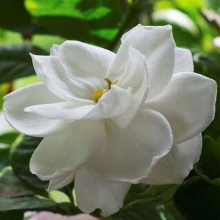 national PLANT NETWORK 2.5 qt. Gardenia Radicans Flowering Shrub with White Flowers HD7127