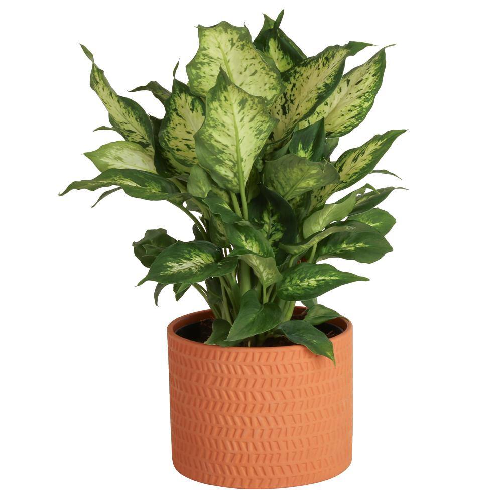 Costa Farms Dieffenbachia Indoor Plant in 6 in. Ceramic Planter Avg. Shipping Height 1-2 ft. Tall 6DIEFFHOL2PK