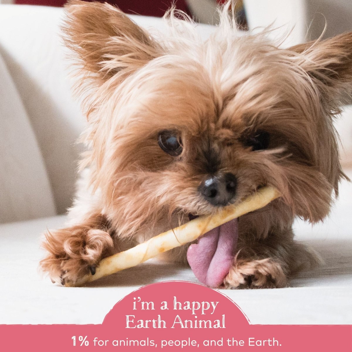 Earth Animal No-Hide Long Lasting Natural Rawhide Alternative Salmon Recipe Stix Chew Dog and Cat Treat Sticks， 10 count