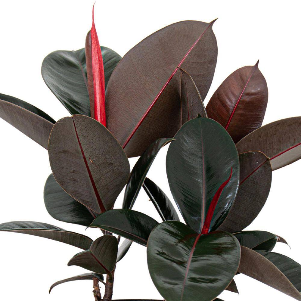 United Nursery Burgundy Rubber Plant Live Ficus Elastica Indoor Outdoor Plant in 10 inch Premium Sustainable Ecopots White Grey Pot FBURGANDY10WG