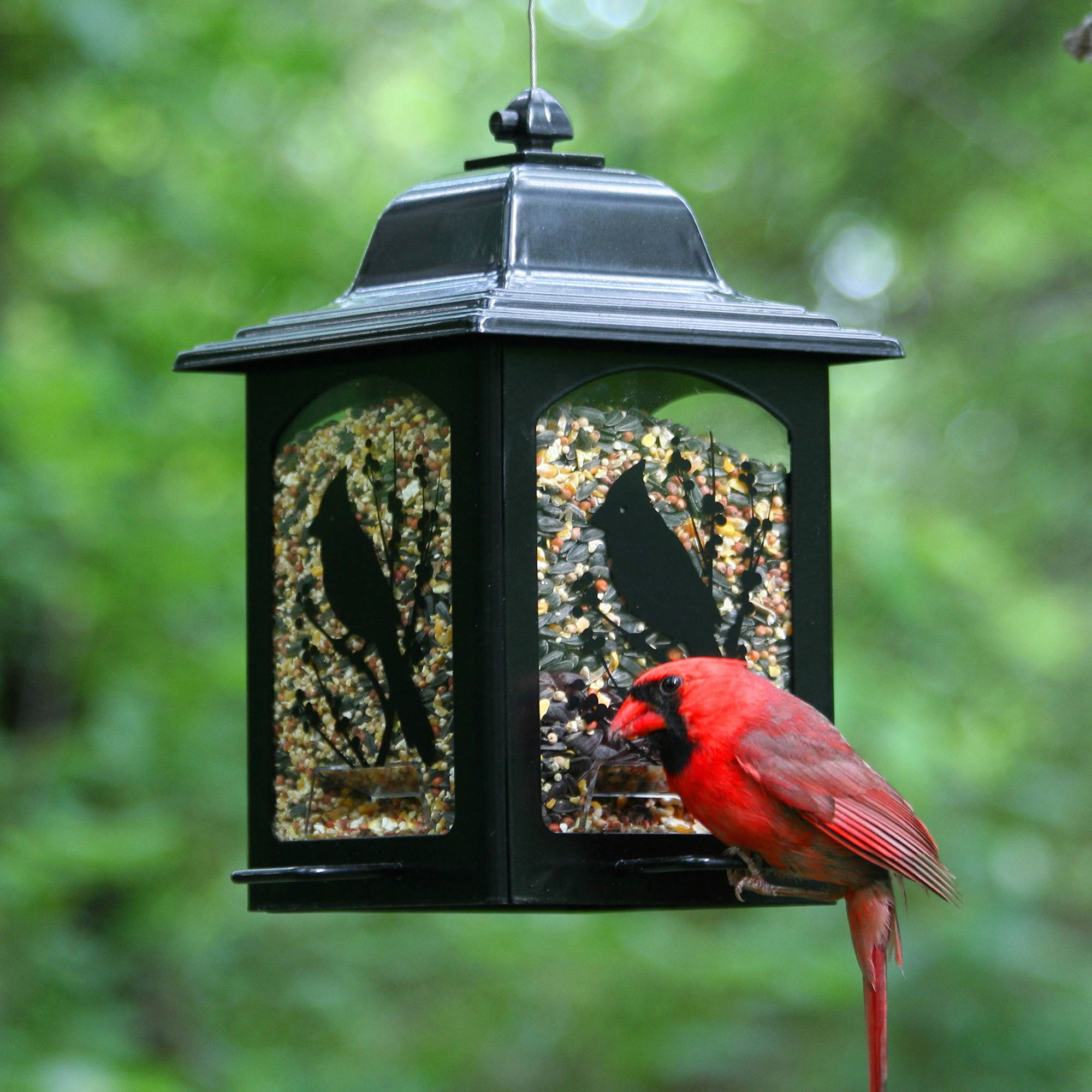 Perky-Pet Birds and Berries Lantern Feeder