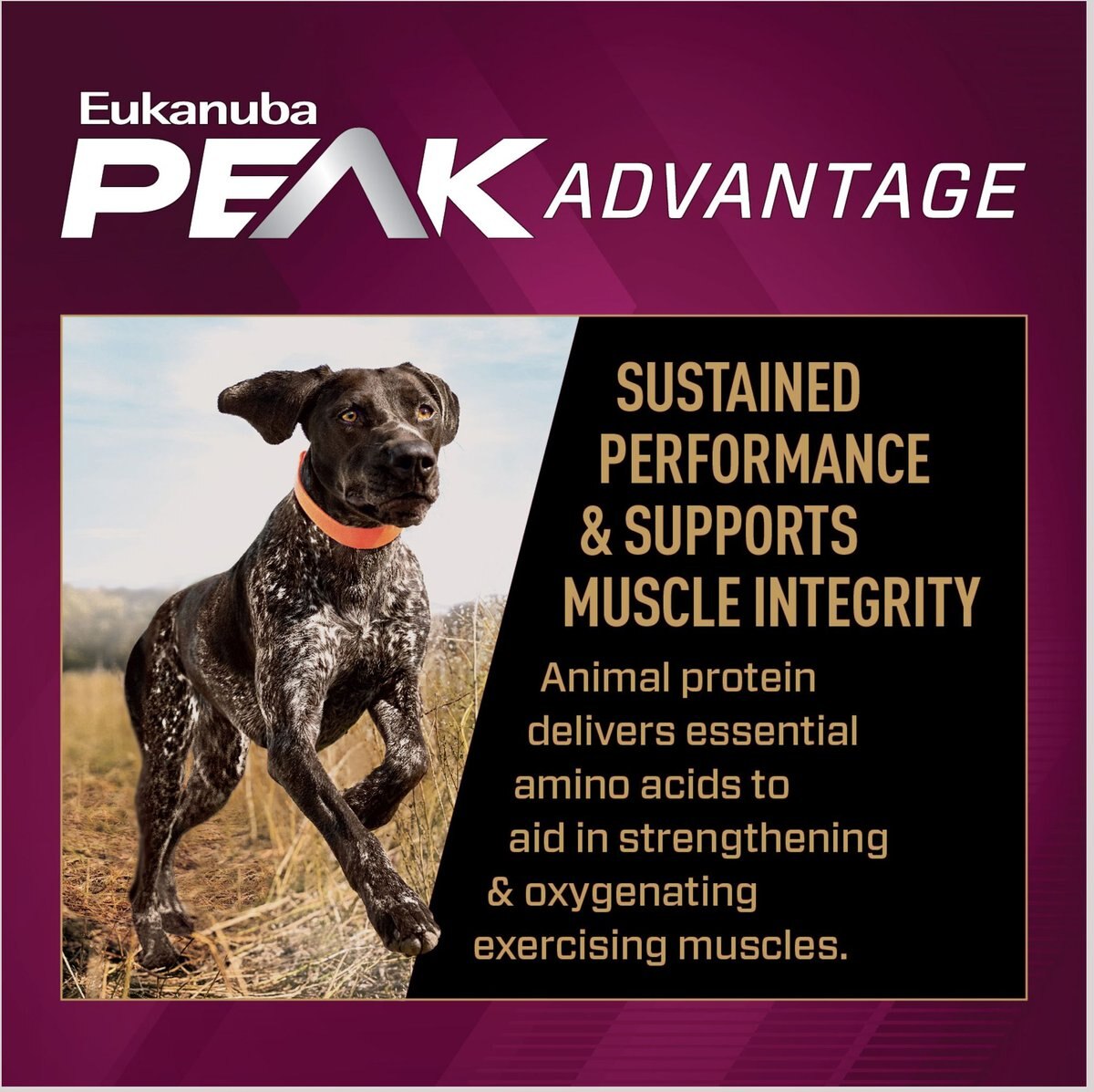 Eukanuba Premium Performance 30/20 SPORT Adult Dry Dog Food， 28-lb bag