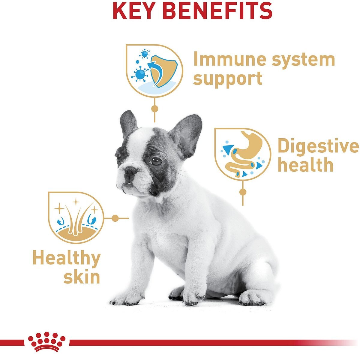 Royal Canin Breed Health Nutrition French Bulldog Puppy Dry Dog Food