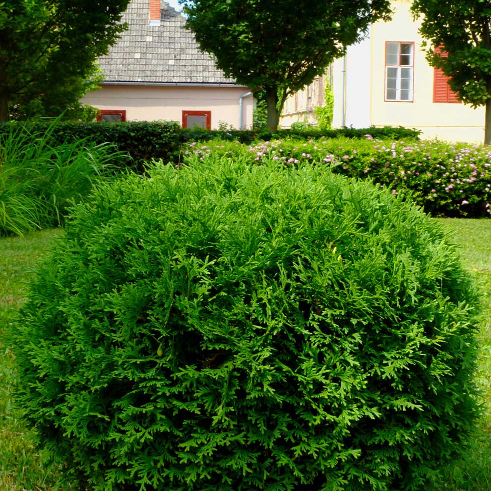 Hetz Midget Thuja Shrub