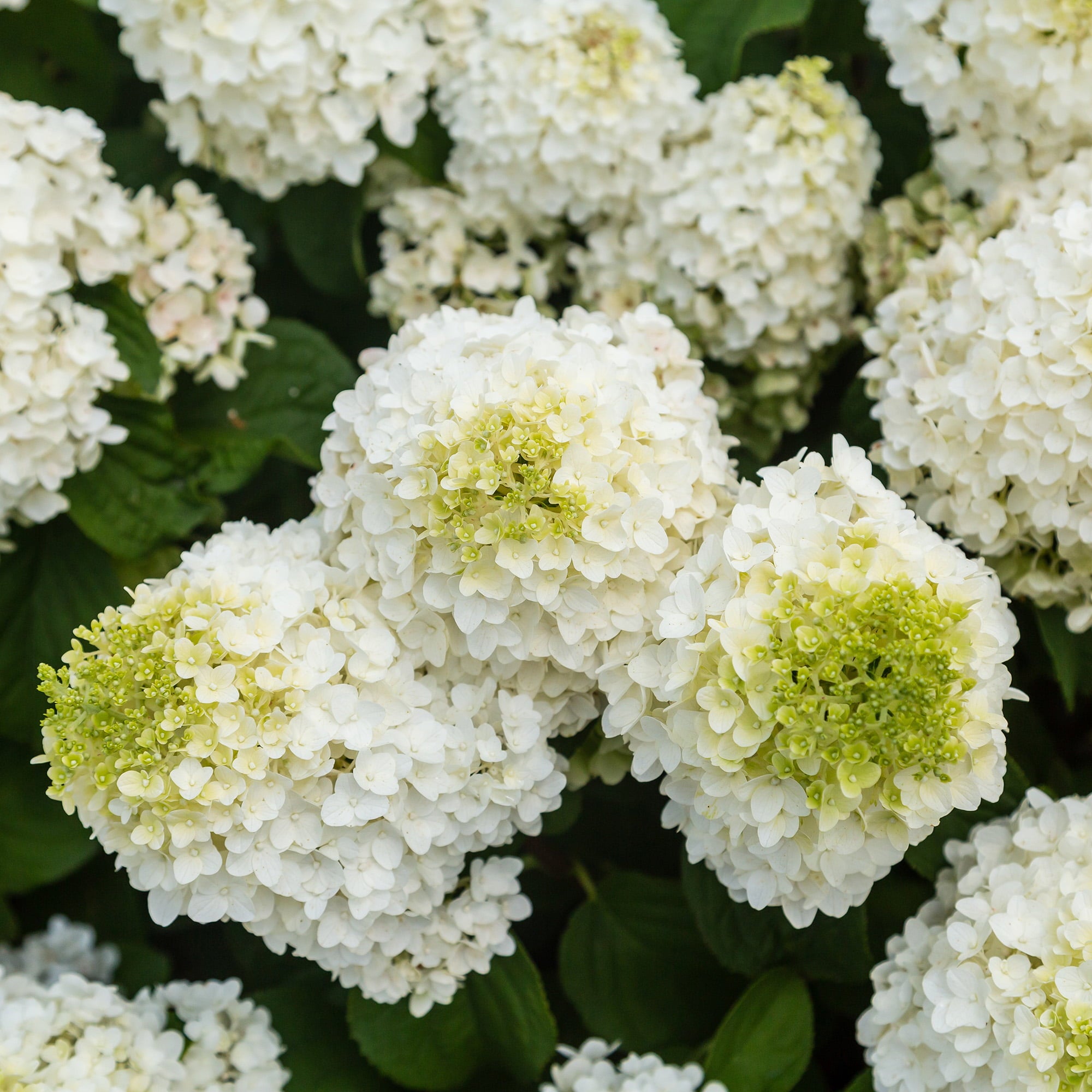 First Editions Hydrangea Little Hottie Live Shrub (2 Gallon)