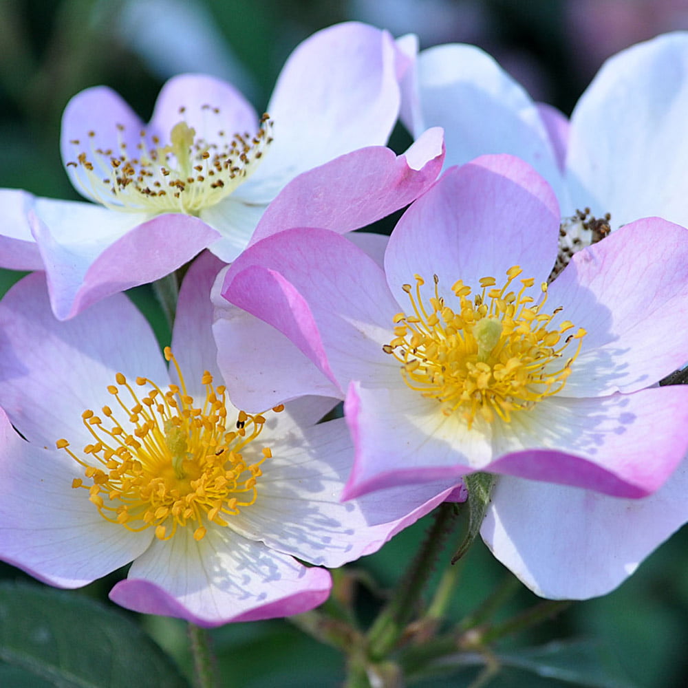 Heirloom Roses Live White Rose - Lyda Rose™ Shrub Rose Bushes - Live Plant