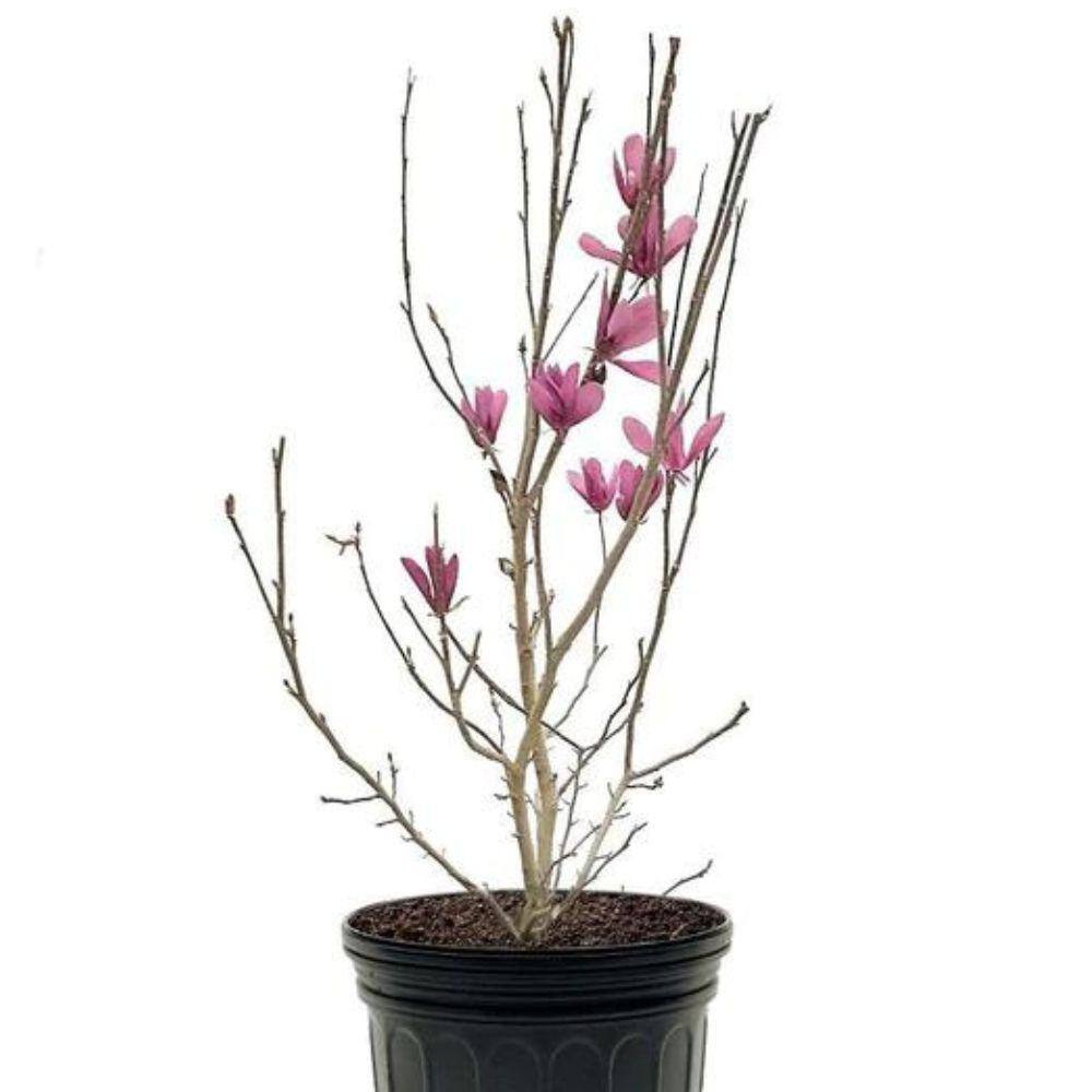 5 Gal. Ann Magnolia Flowering Deciduous Tree with Pink Flowers MAGANN05G