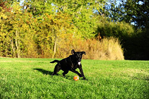 Chuckit! Durable Tennis Ball Dog Toy， Medium， 4 Count