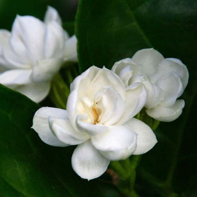 Arabian Jasmine Aka Jasminum Sambac