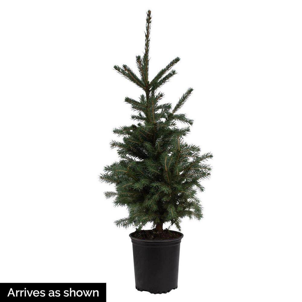 Spring Hill Nurseries 2.25 Gal. Pot Norway Spruce (Picea) Live Evergreen Tree (1-Pack) 88732