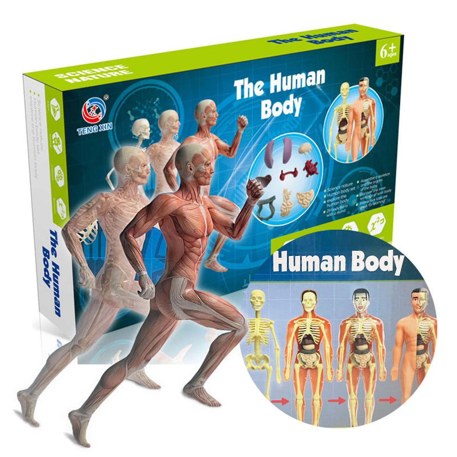 Human Body Model Organs And Bones Simple Assembly Learning Tool Kit Anatomy Model Display Stem Educational Gift Teaching Supplies  Txmr-026