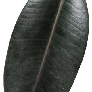 PROVEN WINNERS leafjoy Collection Ficus Elastica Abijan (Rubber Plant) Live Indoor Plant in 5 in. Ceramic Pot Avg Ship Height 15 in. PWFEA4SEA1PK