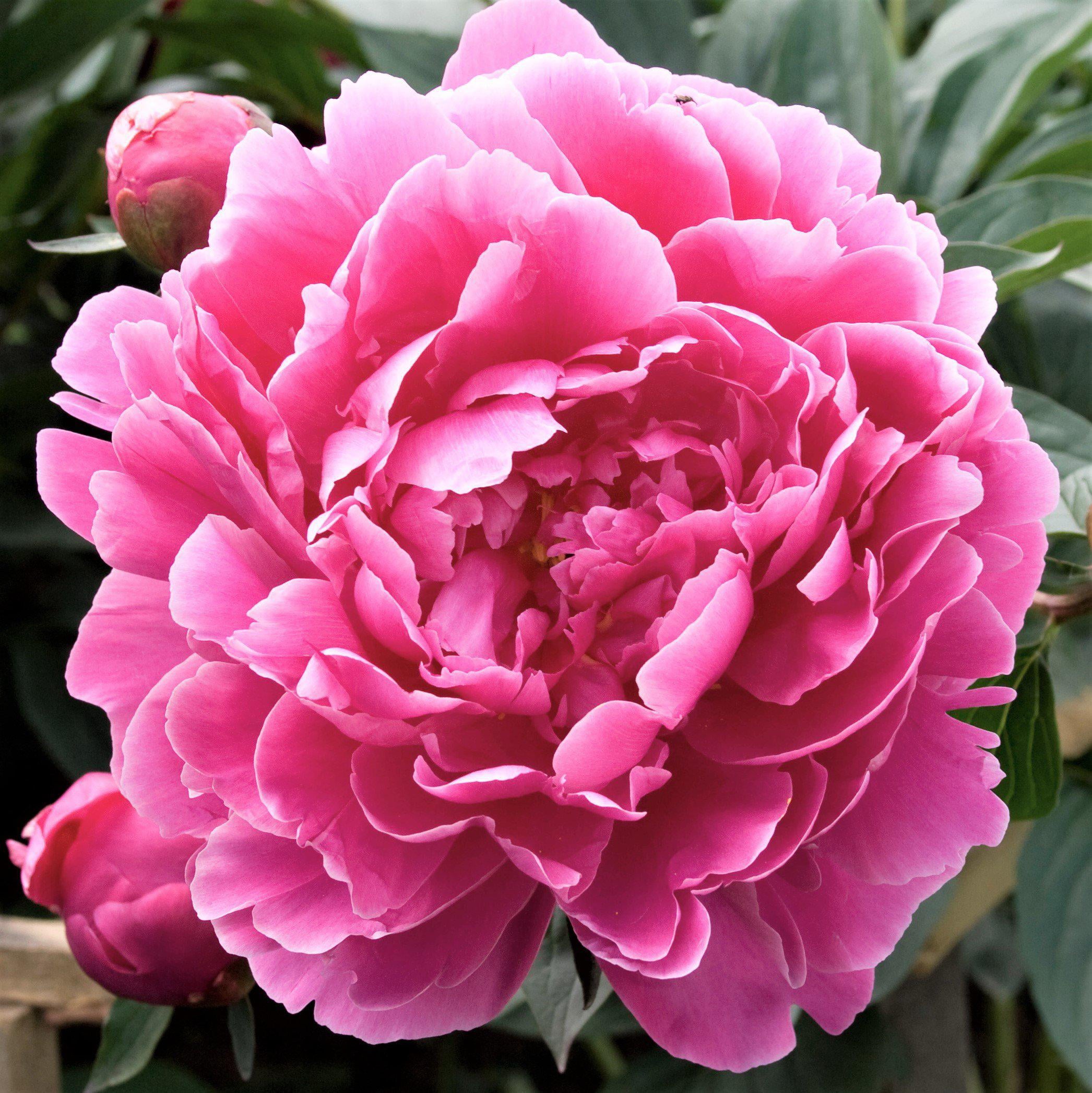 Peony Dr Alexander Flemming (Bareroot) Pink